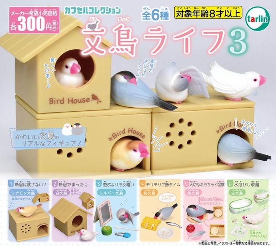 Tarlin 文鳥生活3